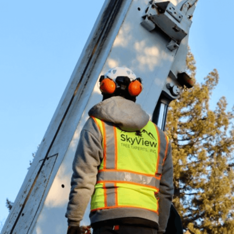 Professional tree pruning to improve sunlight in Napa CA