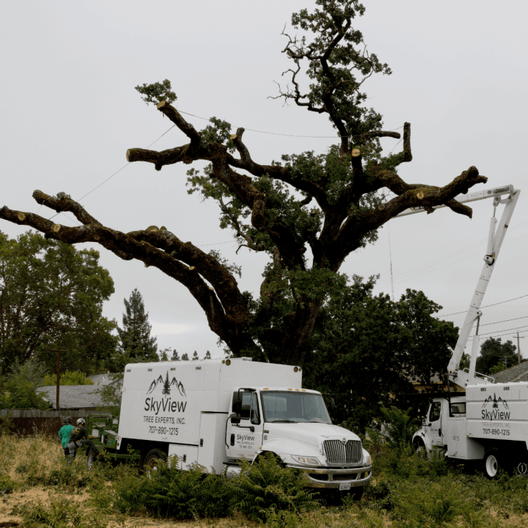 Tree Services in Santa Rosa CA and nearby area