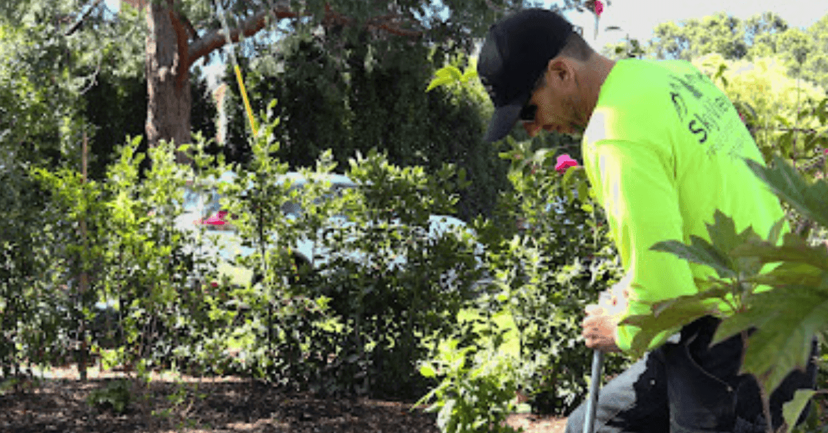 Tree service Marin County CA