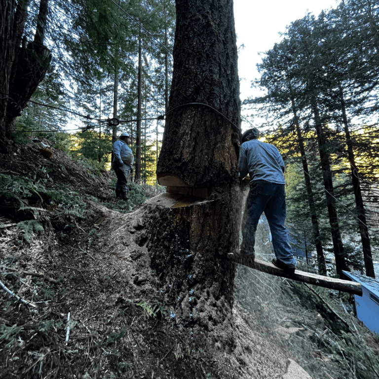 SkyView Tree Experts Cutting Down a Tree in Napa County CA