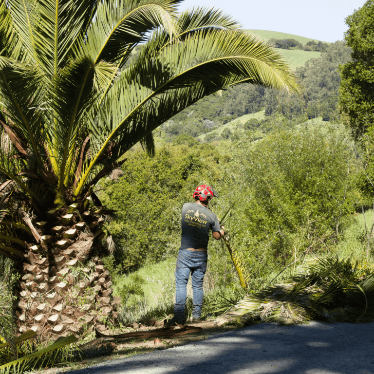 SkyView Tree Experts Palm Pruning in Santa Rosa CA