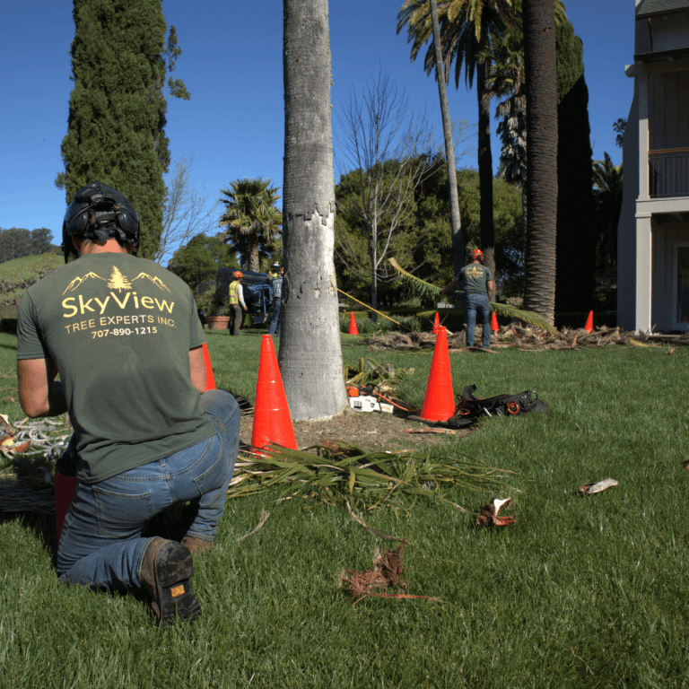 Tree health inspection and consultation by ISA certified arborist in Santa Rosa CA