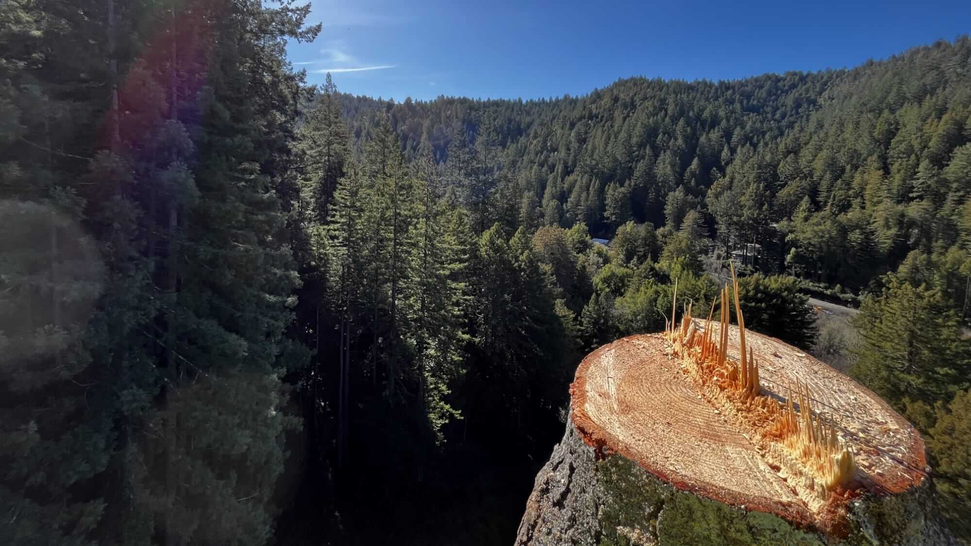 Tree Removal