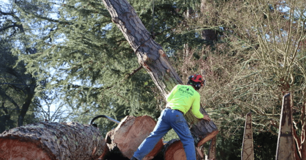Logging