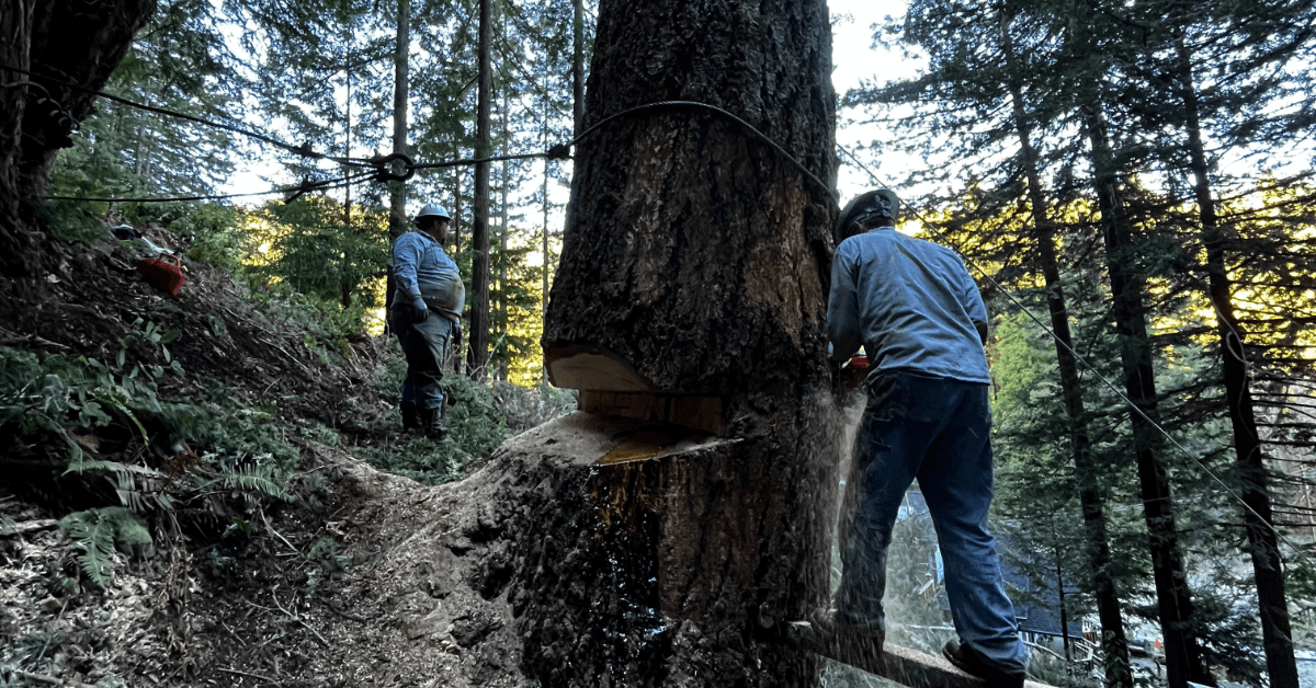 Professional Tree Removal Services in Sonoma and Napa County by SkyView Tree Experts