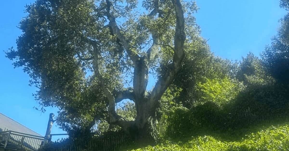 Tree service expert trimming a large oak tree in Napa County for safety and fire prevention