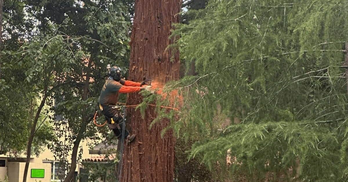 Certified arborist performing tree removal in a residential yard in Healdsburg, CA