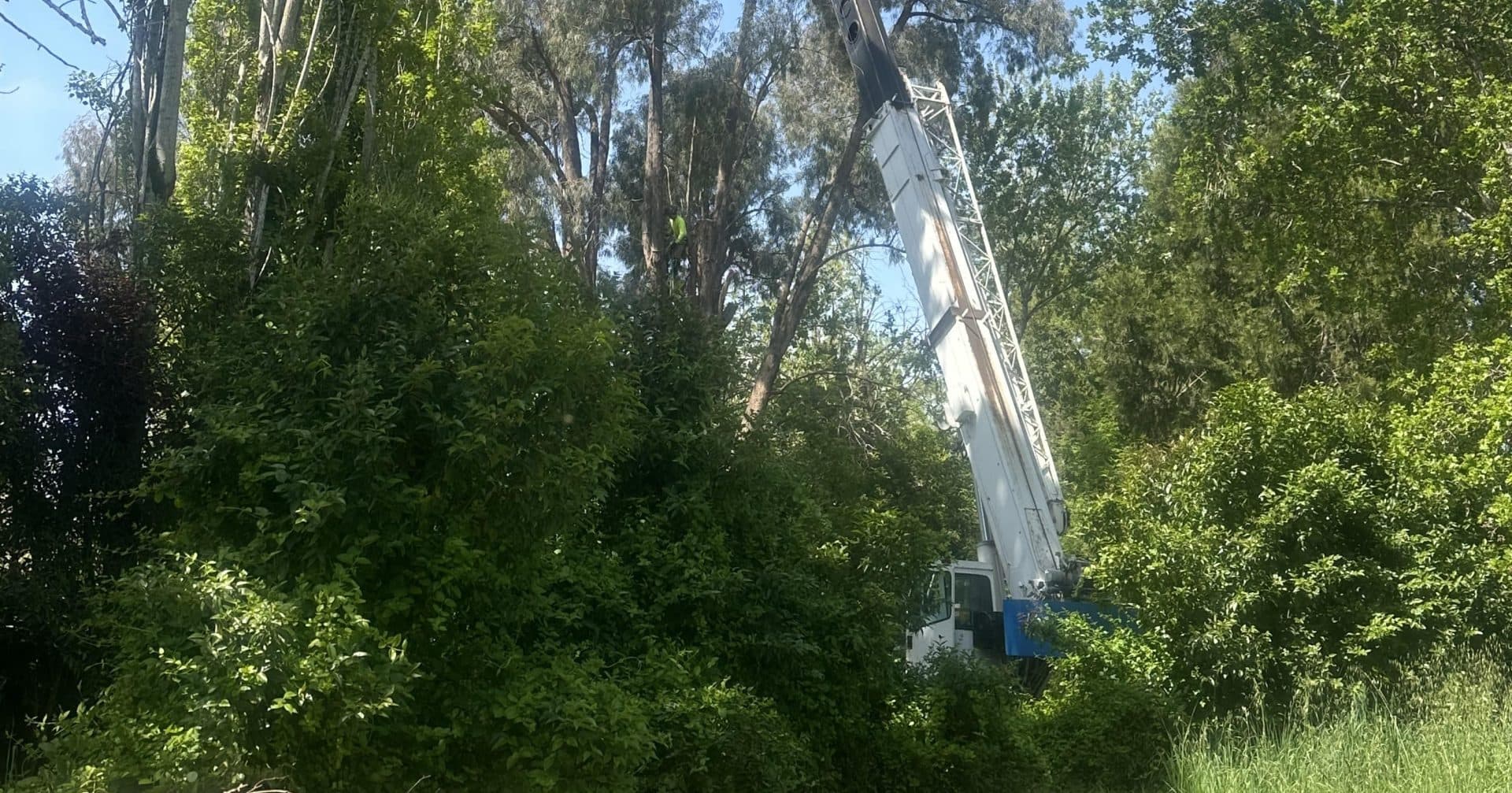 Arborist inspecting a tree before removal permit application.
