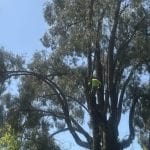 Certified arborist trimming a large oak tree in Santa Rosa, CA to improve health and safety
