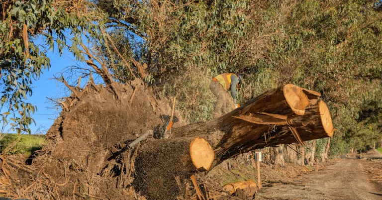 Emergency Tree Service Near Me