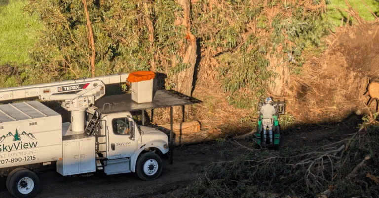 Emergency Tree Removal in Santa Rosa, CA