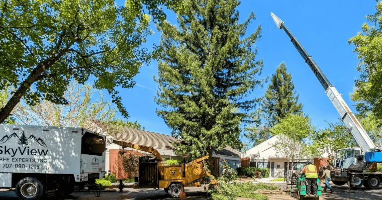 Tree Removal in San Rafael, CA