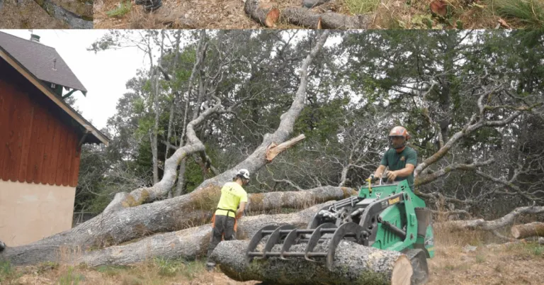Tree Removal in Santa Rosa, CA