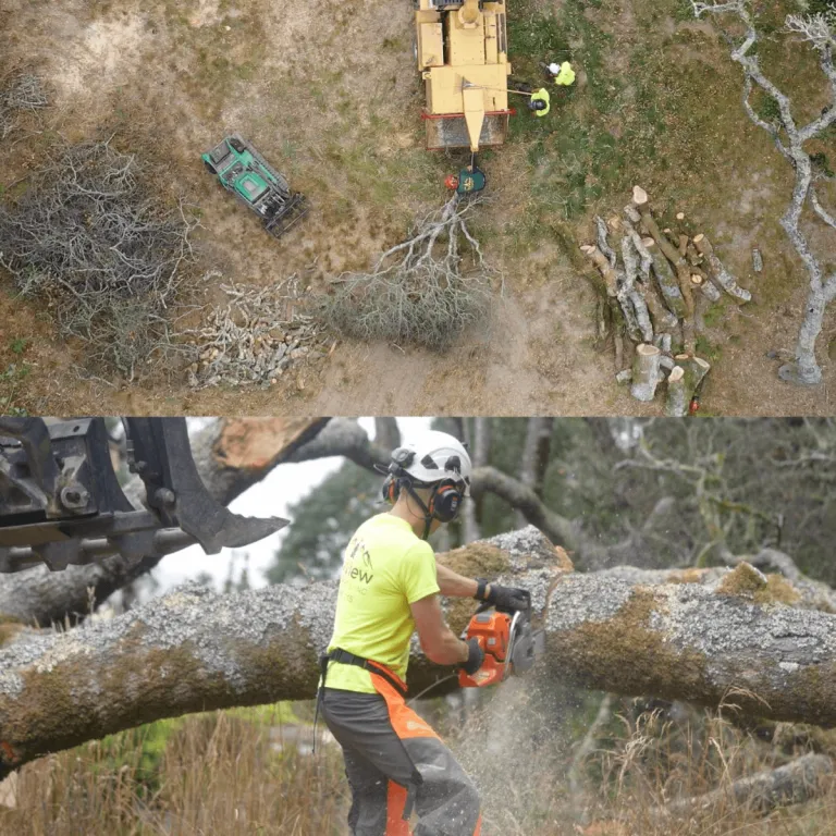 SkyView Tree Experts arborist trimming a large oak tree in a residential yard in Healdsburg, CA – serving Sonoma and Santa Rosa areas