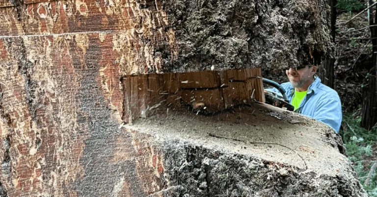 Arborists performing tree service in Rohnert Park, CA