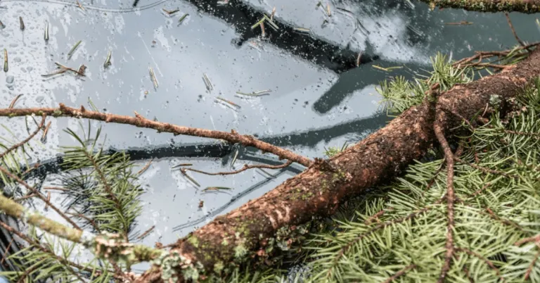 SkyView crew removing tree after storm in Healdsburg, CA
