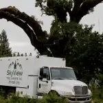 Tree Removal Cost Napa County CA
