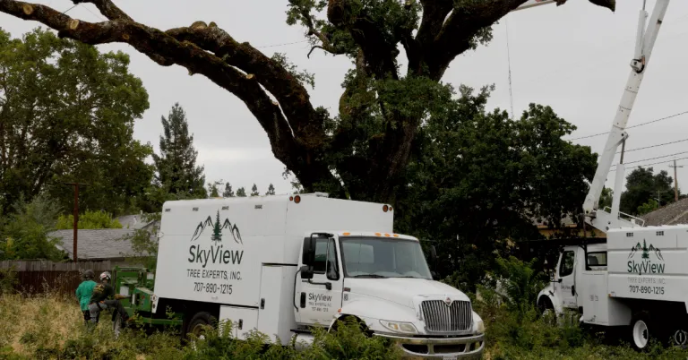Tree Removal Cost Napa County CA