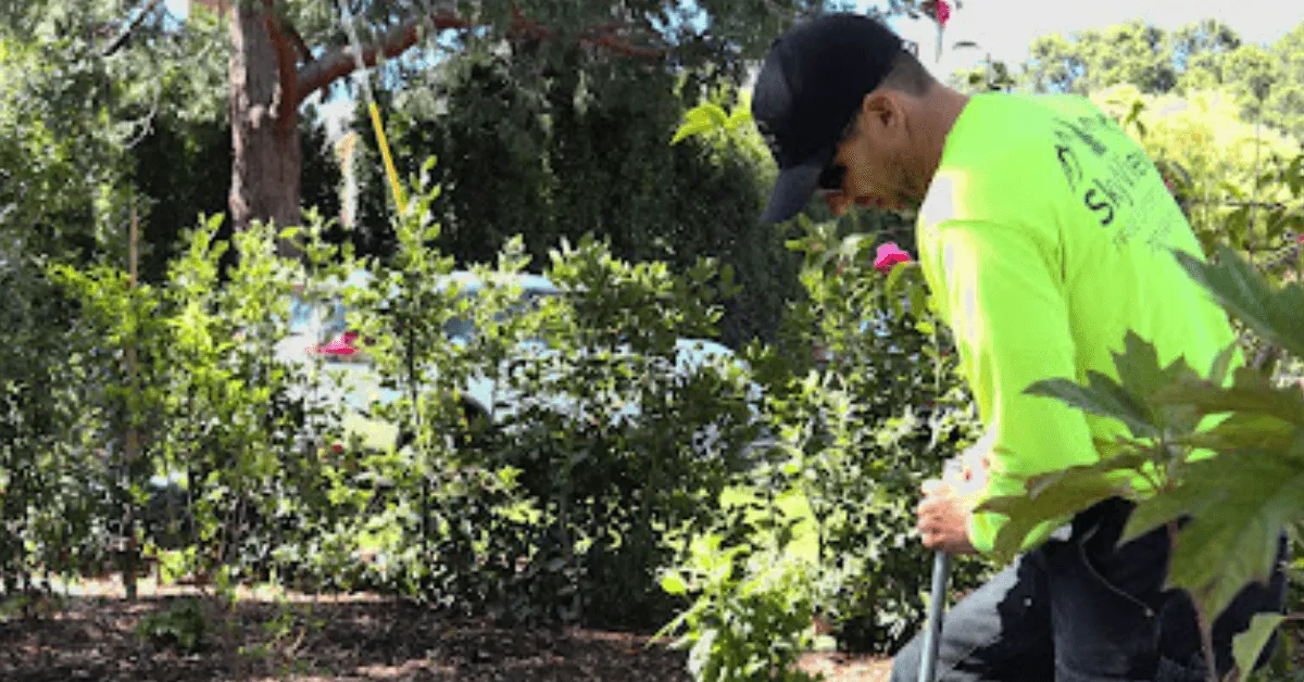 Tree service Marin County CA