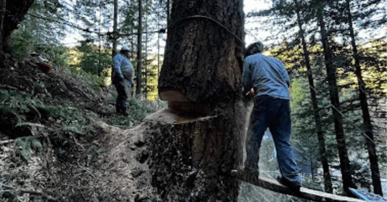 Tree being removed by SkyView crew in Ross, CA