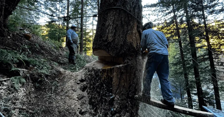 Tree Removal in Petaluma, CA