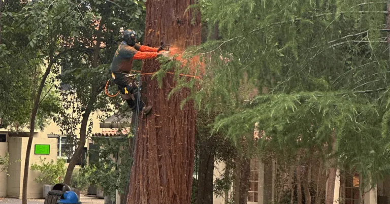 Arborist providing tree service in Petaluma, CA with advanced equipment