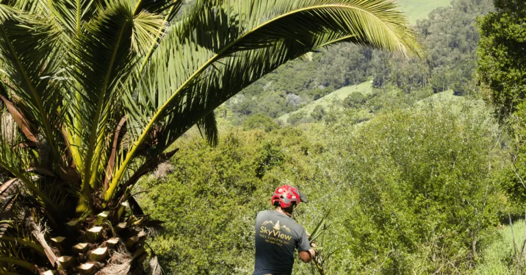 Tree Service in Santa Rosa, CA