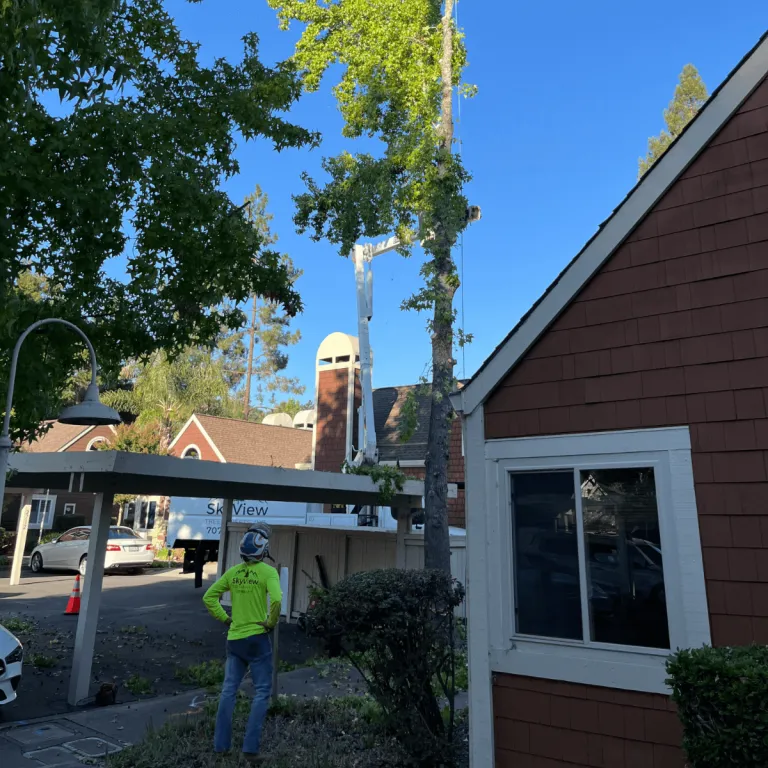 Storm-damaged tree cleanup by SkyView Tree Experts