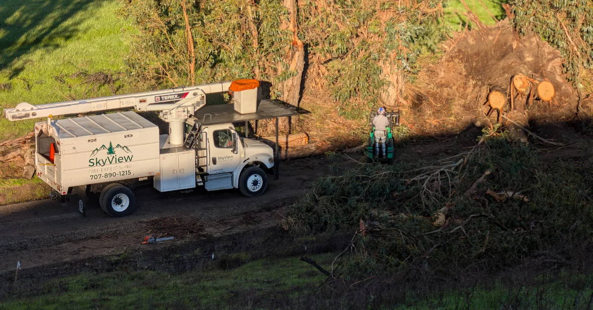 Affordable Tree Service