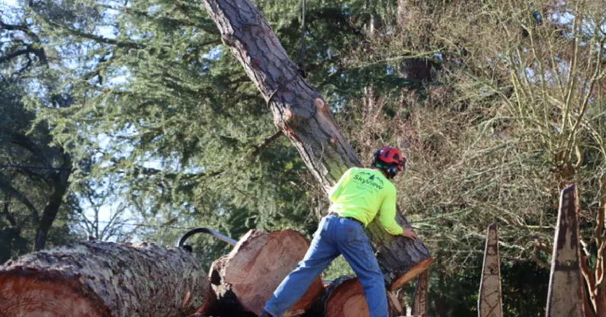 Logging