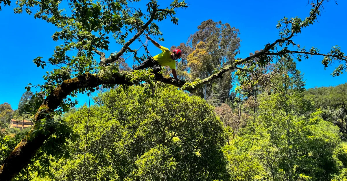 Tree Care Service in Napa County, CA