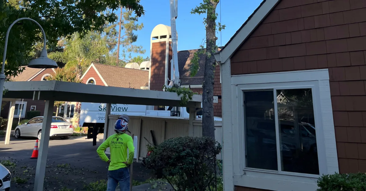 Tree Care Service in Sonoma County, CA
