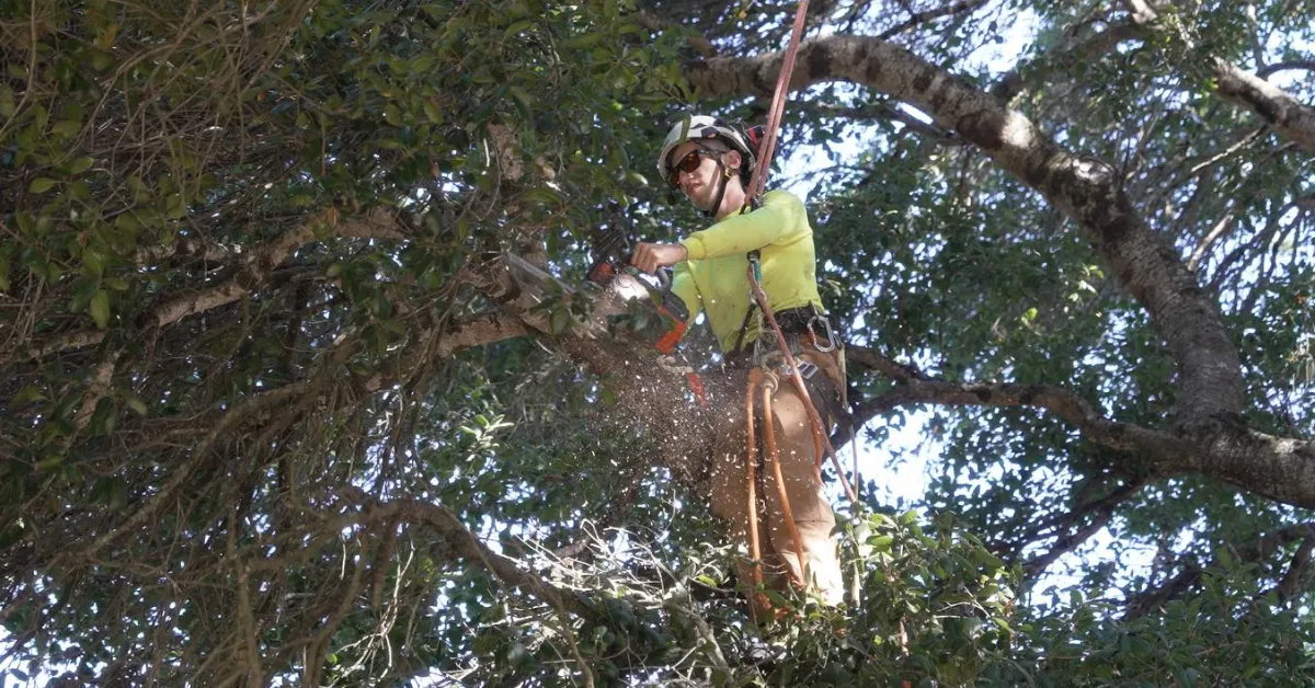 Expert Tree Pruning and Branch Removal Services by Certified Arborists in Santa Rosa, Sonoma County, Rohnert Park and nearby areas