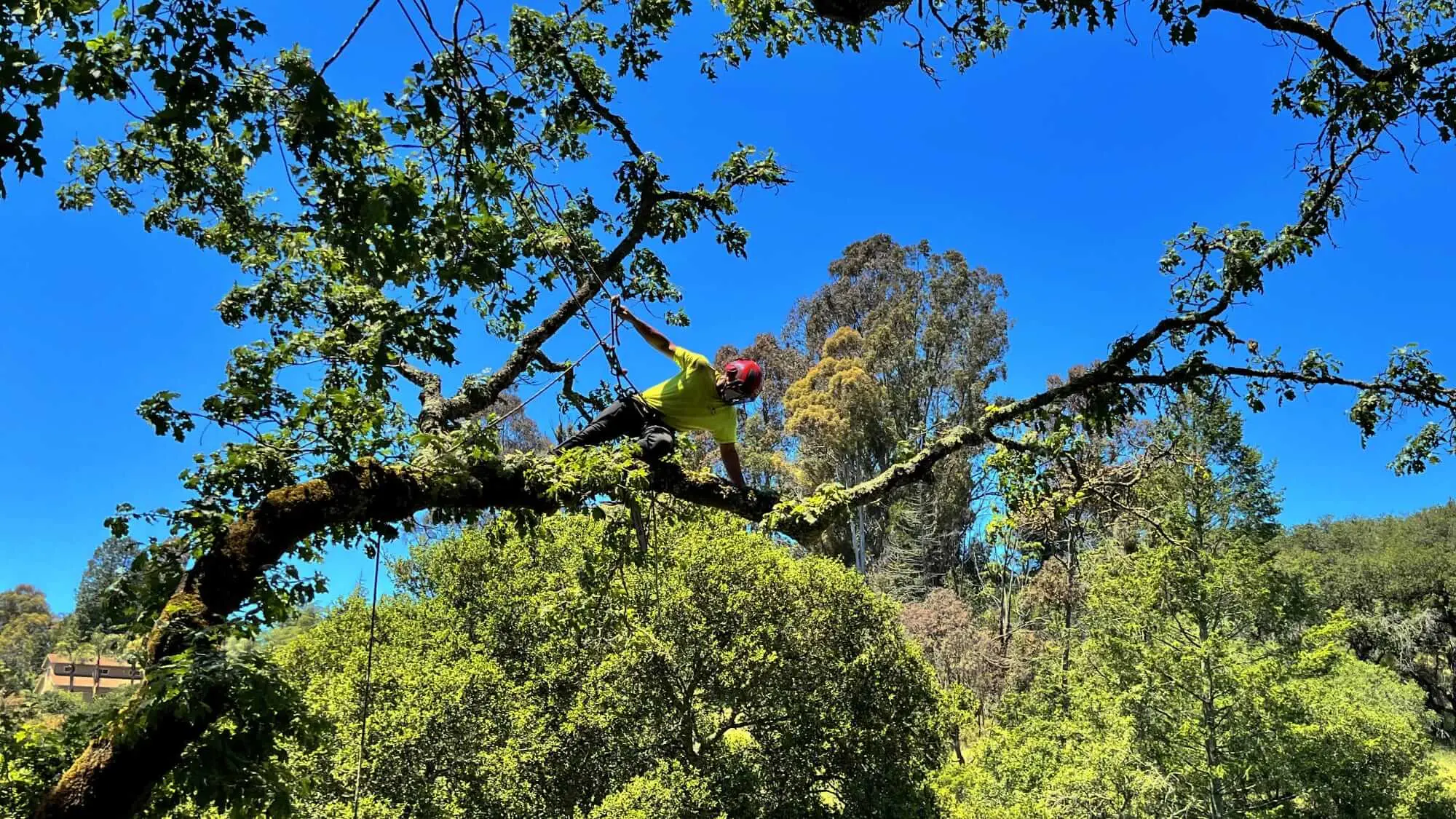 Tree Service in Healdsburg, CA