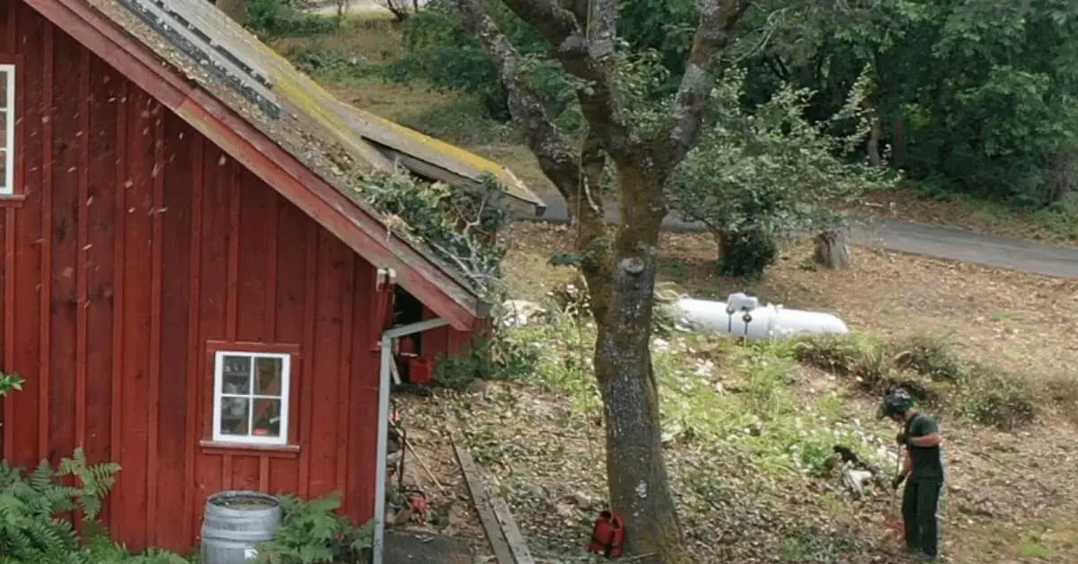 Tree service crew removing a damaged tree in Sonoma County, CA