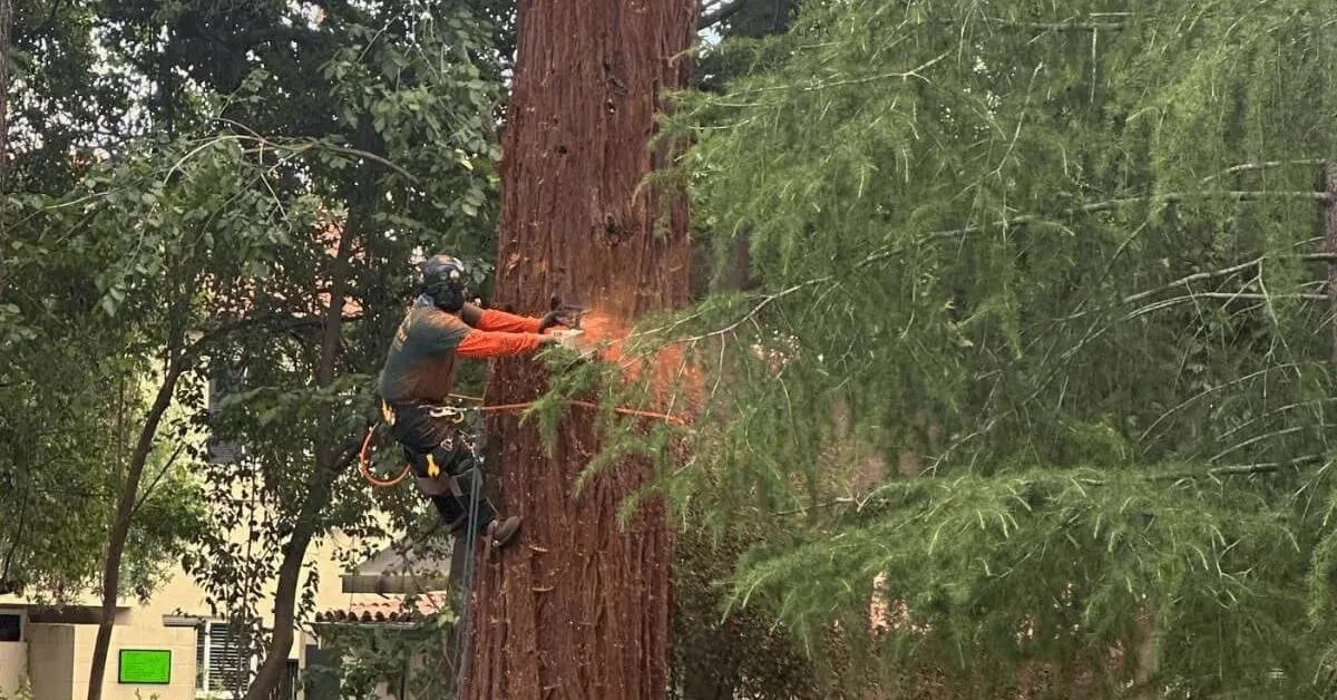 Certified arborist performing tree removal in a residential yard in Healdsburg, CA
