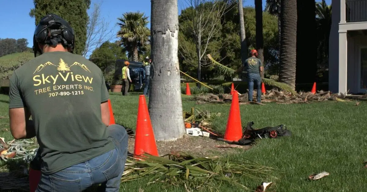 Certified tree service in Novato, CA including trimming, removal, and emergency care
