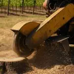 Stump grinding in a vineyard setting in Napa County, CA using professional equipment during a sunny afternoon