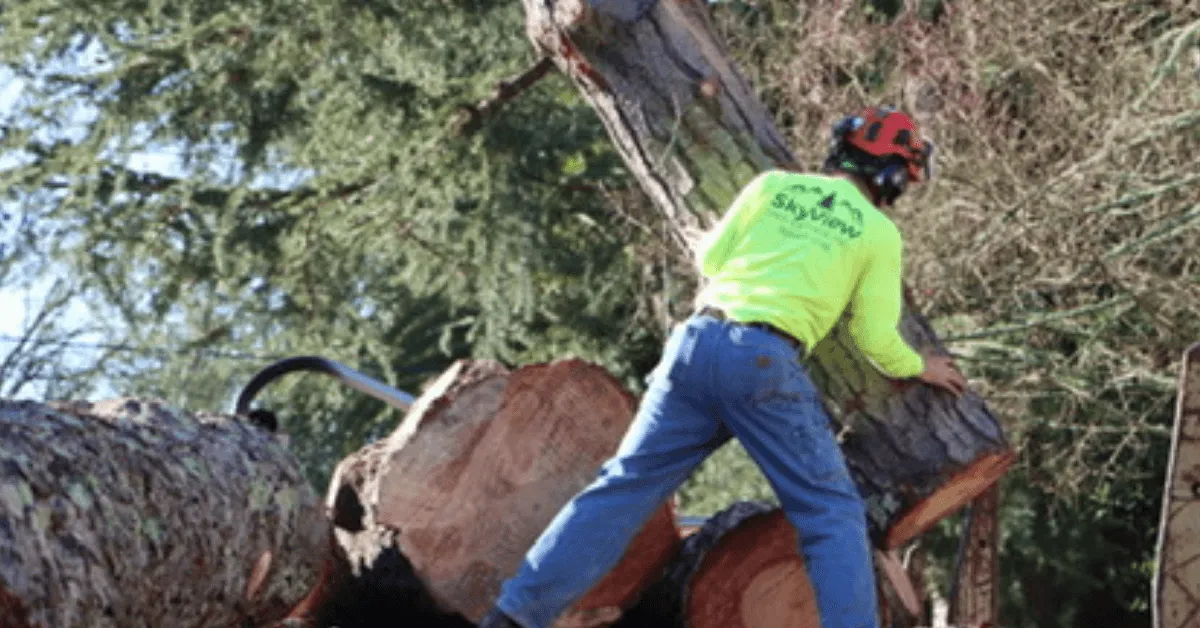Certified arborist performing tree service in San Rafael, CA residential area