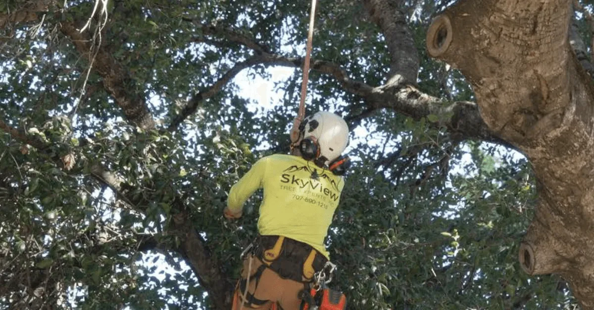 Professional arborist trimming a large oak tree in a Sonoma backyard with vineyard views in the background