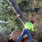 Certified arborist checking a large fallen tree for hidden root damage