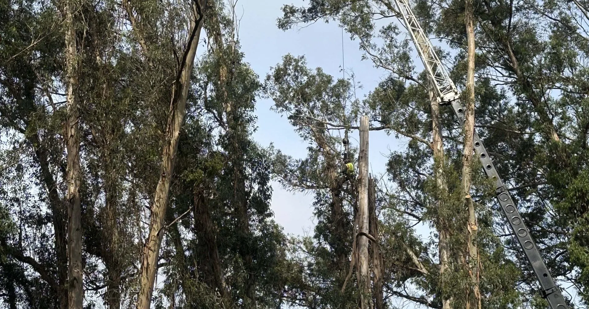 An arborist inspecting a tree canopy for signs of infestation.