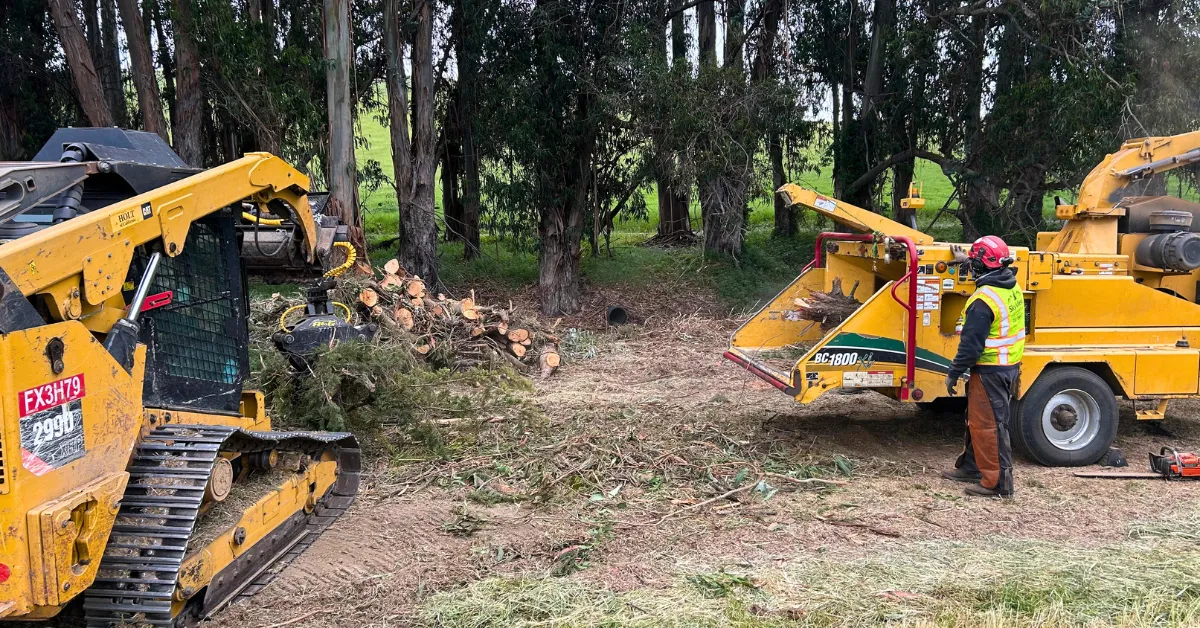 Pile of fallen branches and limbs after a Sonoma County storm