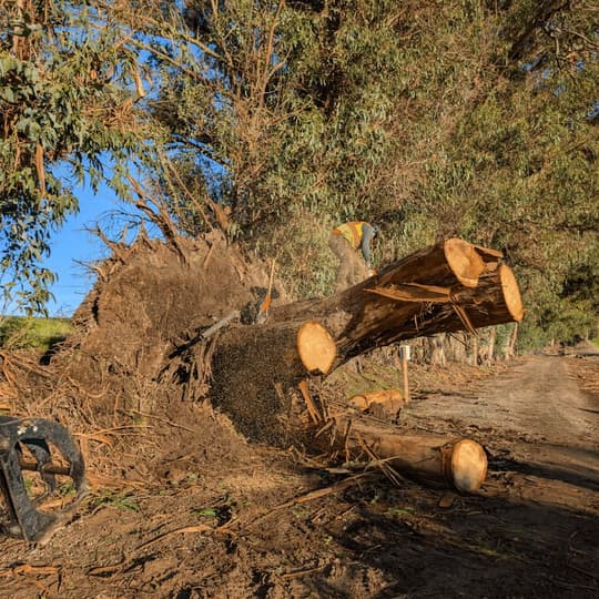 SkyView Tree Experts crew performing tree removal in Santa Rosa CA
