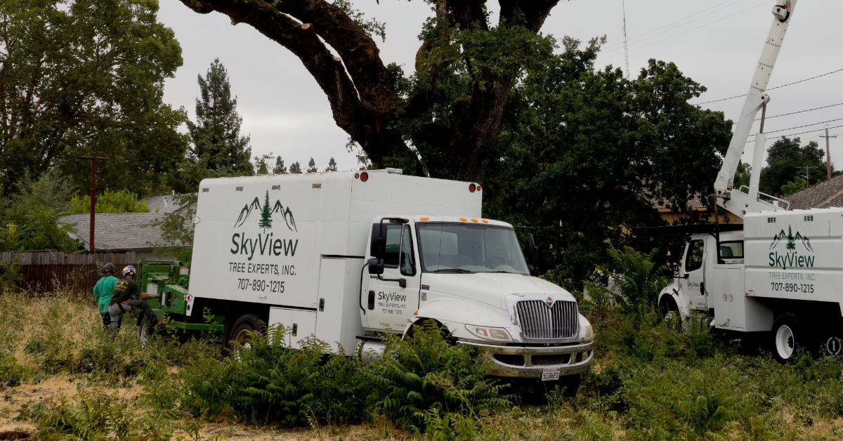 Tree Service Near Me Rohnert Park, CA