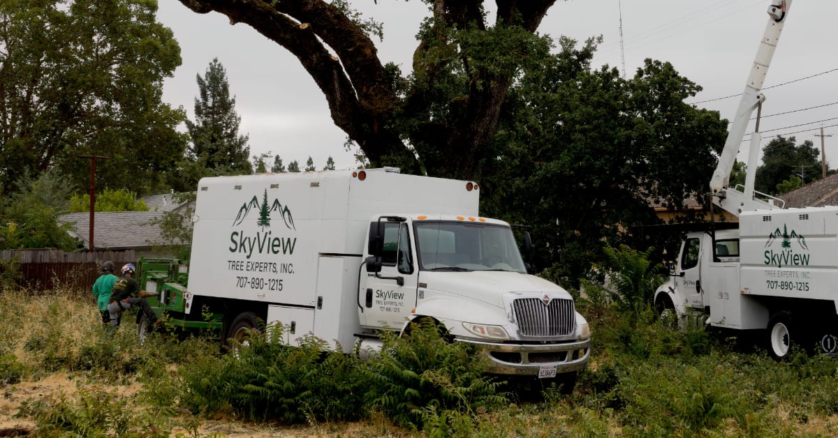 Tree Service Near Me Rohnert Park, CA