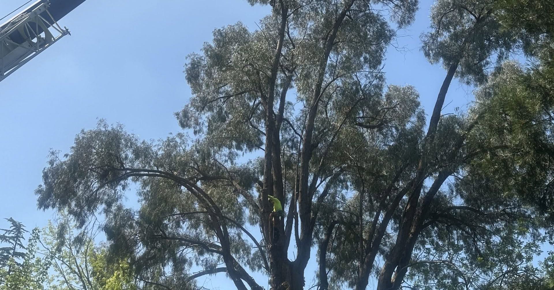 Emergency tree cleanup after storm in Santa Rosa, Sonoma County