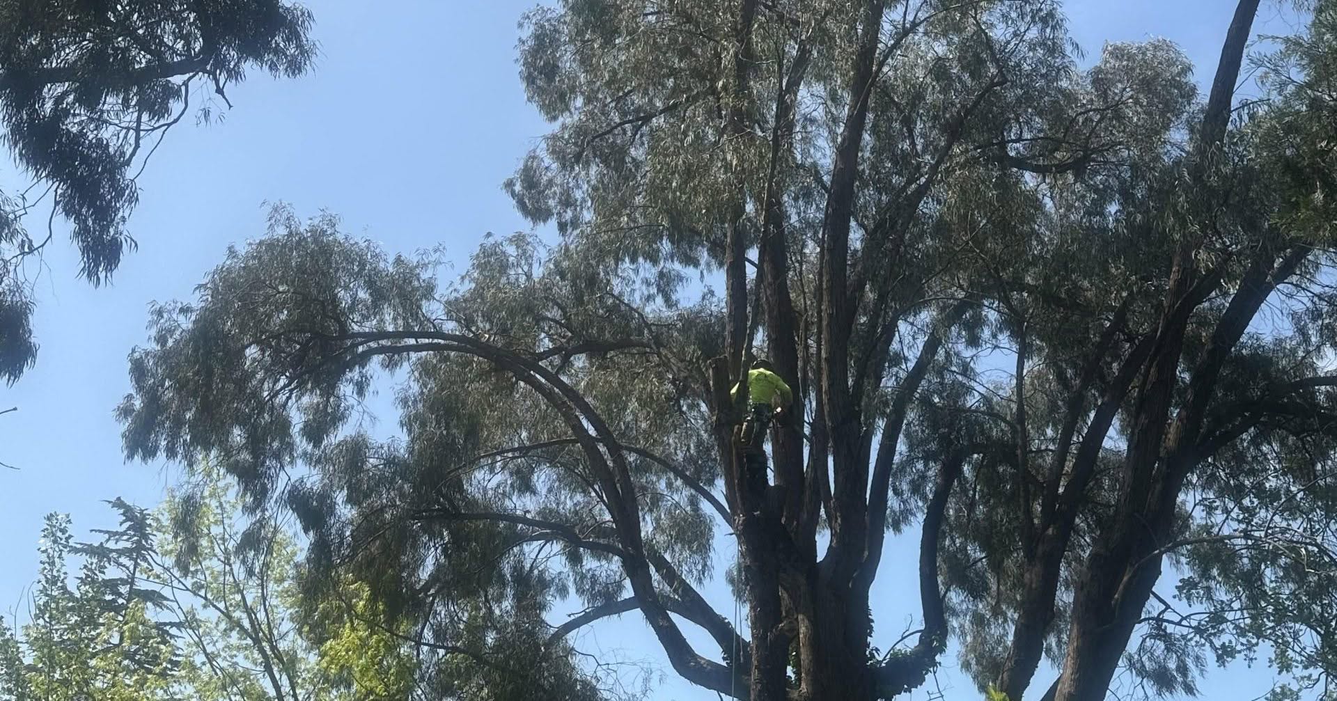 Certified arborist trimming a large oak tree in Santa Rosa, CA to improve health and safety